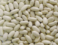 Haricot beans