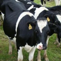 Pregnant Holstein Heifers Cows