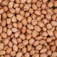 MC Grade Raw Peanuts Kernel Bold Groundnut Wholesale