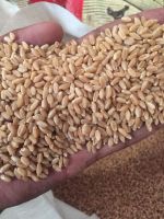 Wheat Grain in bulk / hight...