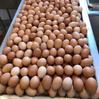 Farm Fresh Chicken Table Eggs Brown and White Shell Chicken Eggs.