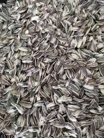 100% Raw sunflower seeds 361 for sale New crop common sunflower seeds Export sunflower seeds