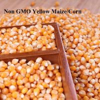 Yellow Corn/ White Corn for Human Consumption Non Gmo