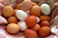 Good quality White &amp; Brown Fresh Chicken Table Eggs