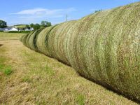 Alfalfa Hay, Rhodes Grass, Oats Hay Ready / Oats Hay Animal Feed for Sale