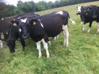 British cow; Crossbred; ; British cow, Crossbred