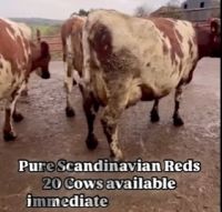 Great opportunity to acquire 20 cows, all pure Scandinavian Reds available immediately in the UK.