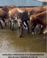 40 Purebred Scandinavian Reds In-Calf heifers 