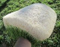 Fescue Grass Straw
