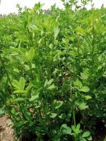 Orchard Grass Straw