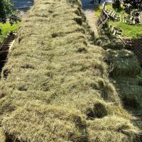 Alfalfa hays bale