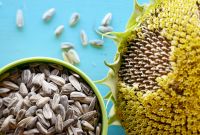 Black Sunflower Seeds High Quality Seeds for Sale From Manufacturer Sunflower Seeds Wholesale 