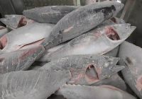 Whole Tuna Fish for Sale/ Frozen Fresh Black Fin Tuna on Marketing Sales/fresh Tuna Fish Available for Wholesale