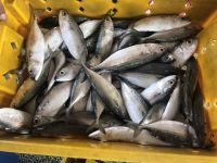 Fresh and Salt-Preserved Spanish Mackerel Whole Frozen Pacific Mackerel 