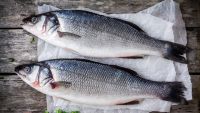 Frozen Fish Frozen Whole Round Barramundi Frozen Pikeperch/seabass /barramundi Fish