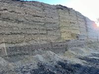 Maize silage 
