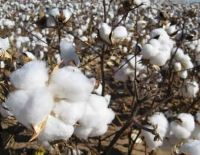 Cotton Bales - 100% Organic Cotton, Ivory White, A Grade, Cotton Bales - 100% Organic Cotton, Raw Cotton, Cotton,Bale of Raw Cotton - High Quality
