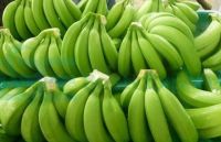 Fresh Cavendish Bananas High Quality Sweet Yellow/Green Fresh Fruits Factory Price Wholesale Sale,Cavendish Bananas Farm Fresh, Packed for Export,Cavendish banana, typical banana, sweet banana, grocery store banana, green skin, yellow skin, potassium rich