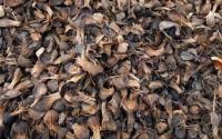 palm kernel shell, PKS, oil palm shell, bioenergy, biomass fuel, palm kernel shell charcoal, composite material, adsorbent, activated carbon, and construction aggregate.