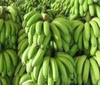 Fresh Cavendish Bananas High Quality Sweet Yellow/Green Fresh Fruits Factory Price Wholesale Sale,Cavendish Bananas Farm Fresh, Packed for Export,Cavendish banana, typical banana, sweet banana, grocery store banana, green skin, yellow skin, potassium rich From Sweden