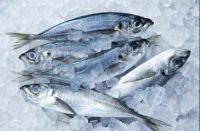PACIFIC FROZEN MACKEREL FISH