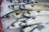 Frozen Rainbow Trout ( Oncorhynchus Mykiss