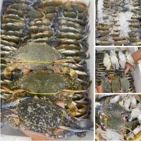 FRESH CRABS From Sweden