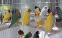 Yorkshire Canary Birds,Lovebirds- Finches 