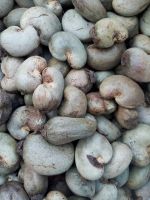 Hot Sale Quality Raw cashew nut