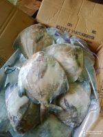 Chinese Pomfret