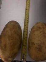 PREMIUM QUALITY POTATOES