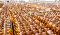 Chicken Egg/farm Fresh Chicken Table Eggs/fresh Table Chicken Eggs Supplier