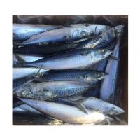 Wholesale Supply Of Frozen Pacific Mackerel Fish