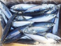 Wholesale Supply Of Frozen Pacific Mackerel Fish