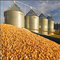 Yellow And White Maize/corn Supply