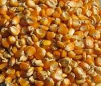 Yellow And White Maize/corn Supply