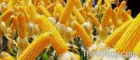 Yellow Corn