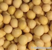 Soybeans