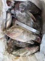 Fresh Frozen Black Tilapia and Mackerel Fish for sale From USA