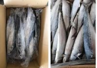 Fresh Frozen Black Tilapia and Mackerel Fish for sale