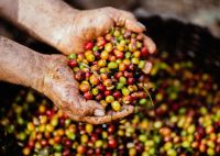 Coffee Arabica-Green Coffee Beans