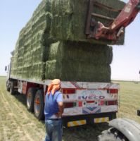 Premium Egyptian Alfalfa Hay â?? High Protein 20%