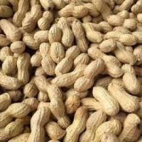 High-Quality Egyptian Peanuts