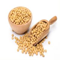 High Quality Soybean / Soya Bean For Sale Sprouting Yellow Soybean Non Gmo Packaged Organic Dried High Protein