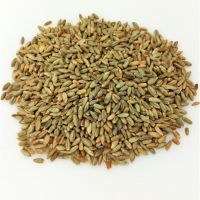 ORGANIC WHEAT, BARLEY, OAT, RYE SEEDS