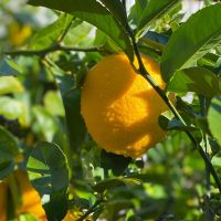 High Quality Eureka Fresh Lemon Direct