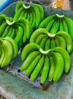 Fresh Cavendish Bananas