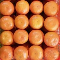 High Quality Fresh Wokam Mandarin Orange