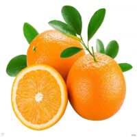 Valencia Oranges / Fresh Orange - Wholesale For