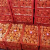 Wholesale Mandarin Fresh PaPa Mandarin Orange